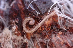 Blaniulidae