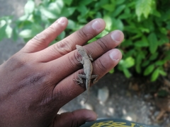 Anolis laeviventris
