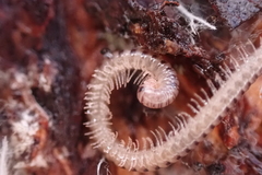 Blaniulidae
