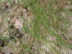 Eleocharis robbinsii