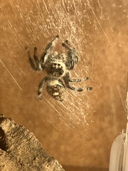 Phidippus regius
