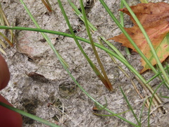 Eleocharis robbinsii