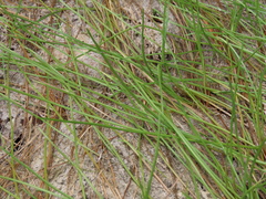 Eleocharis robbinsii