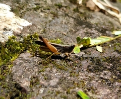 Orphulella concinnula