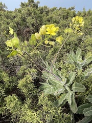 Biscutella vicentina