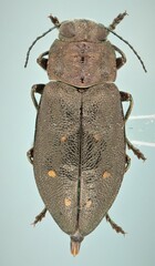 Phaenops drummondi
