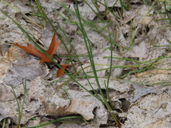 Eleocharis robbinsii