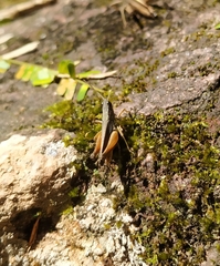 Orphulella concinnula