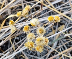 Erigeron acris podolicus