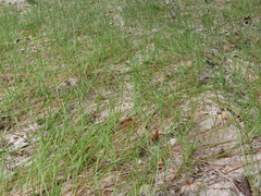 Eleocharis robbinsii