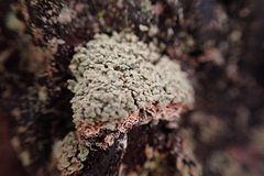 Hypocenomyce scalaris