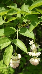 Staphylea pinnata