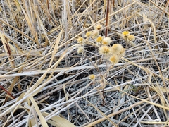 Erigeron acris podolicus