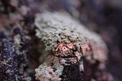 Hypocenomyce scalaris