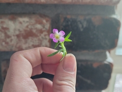 Calandrinia menziesii