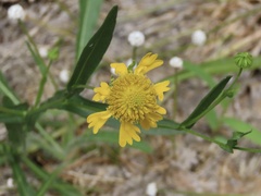 Helenium virginicum