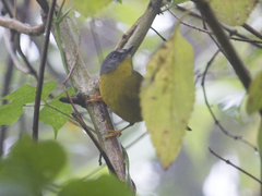 Myiothlypis griseiceps