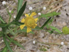 Helenium virginicum