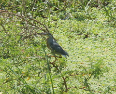 Butorides striata