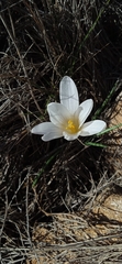 Crocus nevadensis