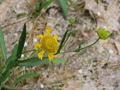 Helenium virginicum
