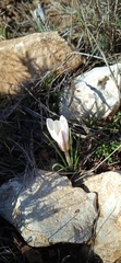 Crocus nevadensis