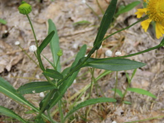 Helenium virginicum