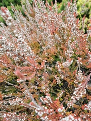 Calluna vulgaris
