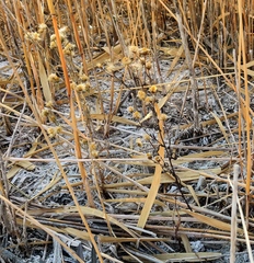 Erigeron acris podolicus