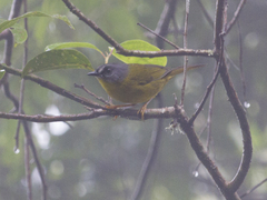 Myiothlypis griseiceps