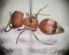 Myrmilloides grandiceps