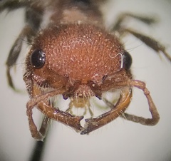 Myrmilloides grandiceps