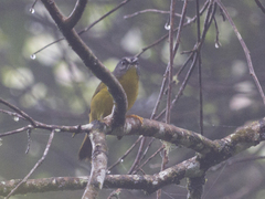 Myiothlypis griseiceps