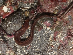 Pholis gunnellus