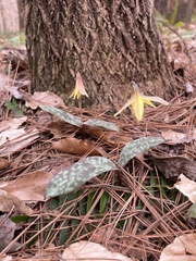 Erythronium umbilicatum