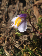 Mazus surculosus