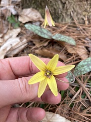Erythronium umbilicatum
