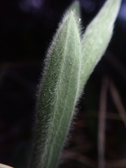 Symphyotrichum sericeum
