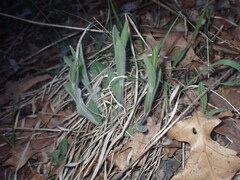 Symphyotrichum sericeum