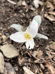 Trillium nivale