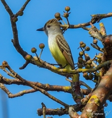 Myiarchus tyrannulus