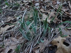 Symphyotrichum sericeum