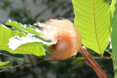 Megalopyge albicollis