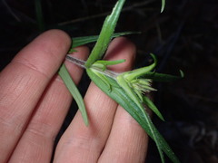 Phlox pilosa