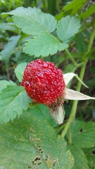 Rubus
