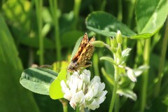 Carterocephalus skada