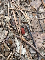 Dictyoptera aurora
