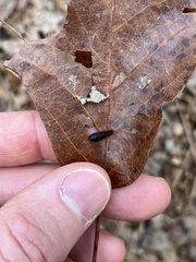 Dictyoptera aurora