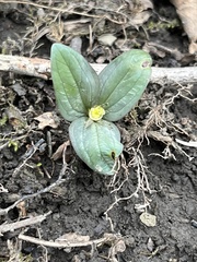 Trillium nivale