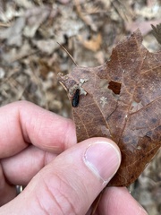Dictyoptera aurora